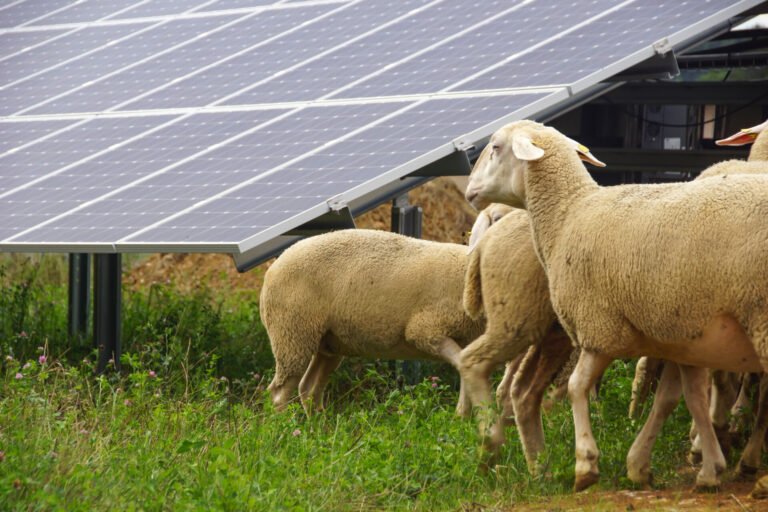 Schafe im Solarpark