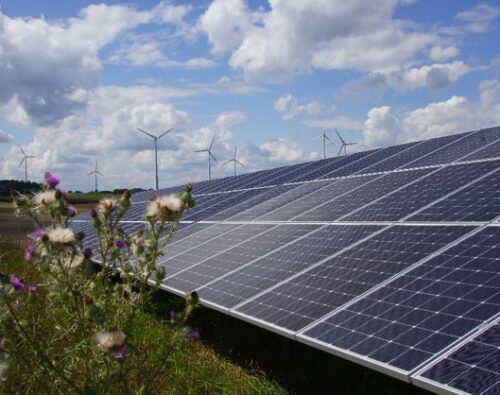 Windpower-GmbH-Artenvielfalt-im-Solarpark-2-Foto-Windpower-GmbH Hybridpark Lauterhofen