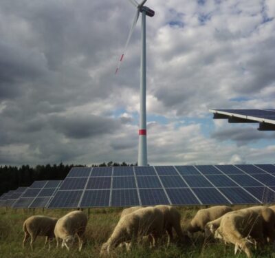 Windpower-GmbH-Artenvielfalt-im-Solarpark-3-Foto-Windpower-GmbH Schafe im Hybridpark